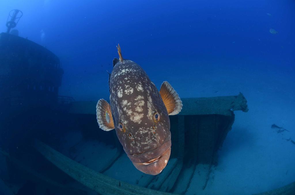 Vilas Espirito Santo Porto Santo Pokój zdjęcie